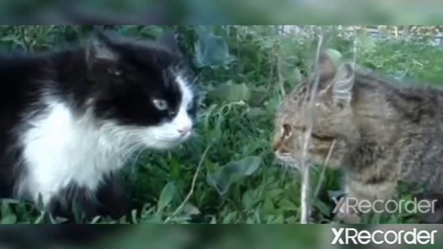 Поющие звери - Singing animals (xRecorder) смотреть онлайн