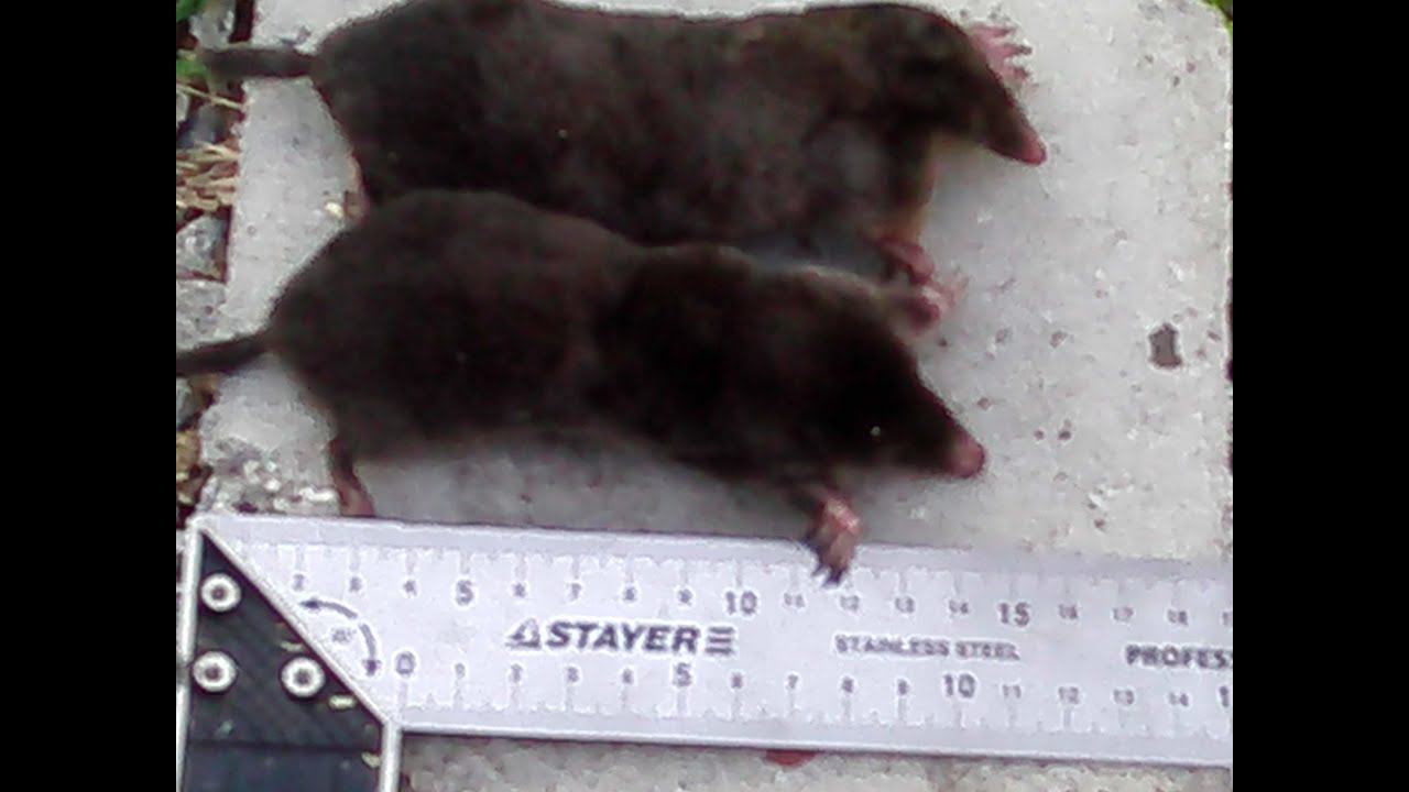 Результаты (трофеи) охоты на кротов 18+. смотреть онлайн