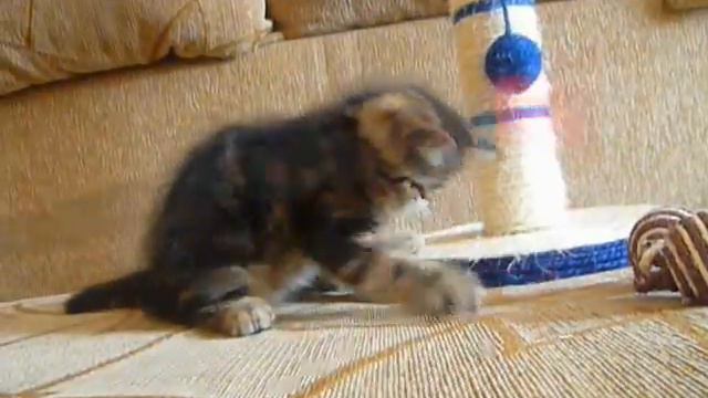 Котята экзоты купить в Москве смотреть онлайн