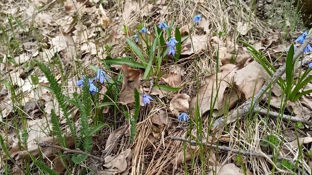 Scilla Siberica