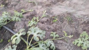 Как влияет агроволокно на рост Арбузов