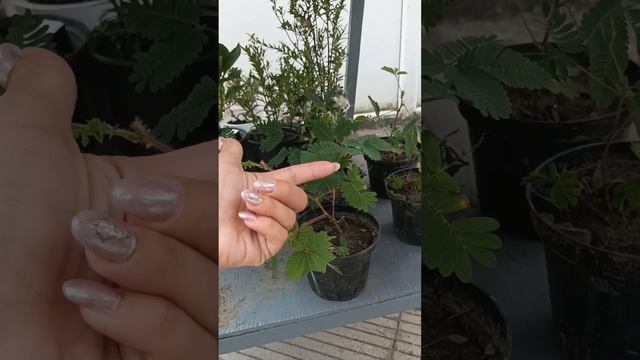 Стыдливая Мимоза! Дендрарий в Сухуме! смотреть онлайн