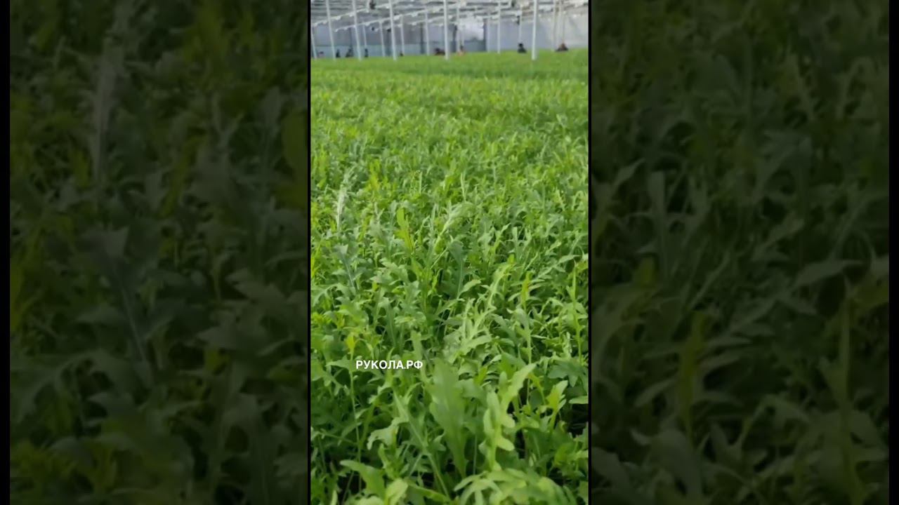 Рукола или руккола ? смотреть онлайн