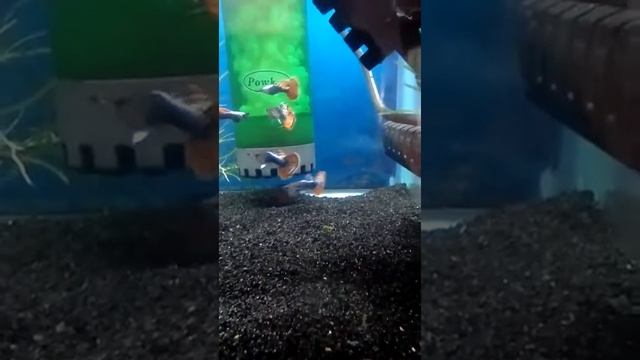 Dumbo Red Chile Mosaic Guppies,Just In
