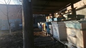 Что выбрать, пчелопакет или пчелосемью, для начинающего пчеловода