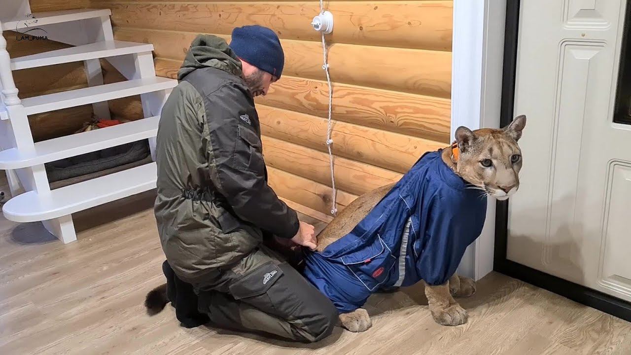 Месси в комбезе или одним дождливым утром..