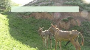 donkey fucked a little donkey