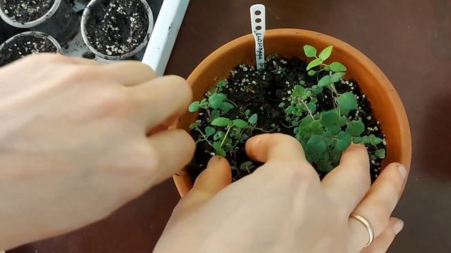Монарда из семян. Полезный чай. смотреть онлайн
