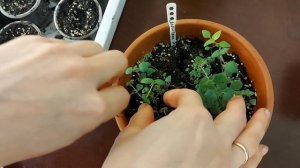 Монарда из семян. Полезный чай.