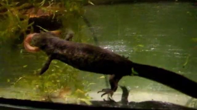 Pleurodeles waltl смотреть онлайн