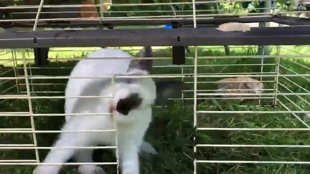 Кролик открывает клетку. смотреть онлайн