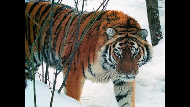 Amur's Tiger Амурский Тигр Der amurische Tiger смотреть онлайн