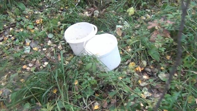 Гриб - волнушка подосиновик лисичка смотреть онлайн