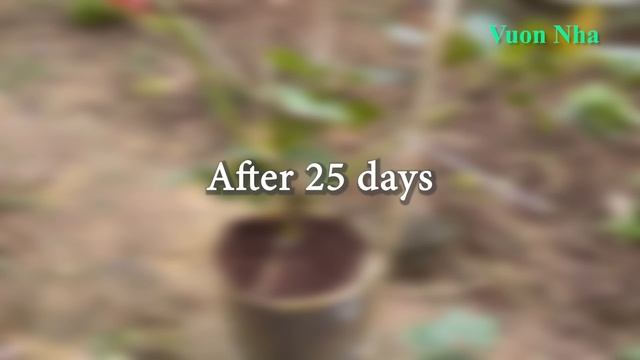 When you know this, you will know the effect of bananas on roses смотреть онлайн