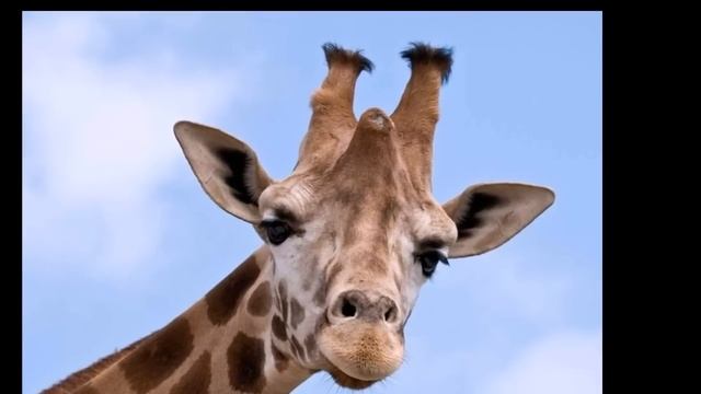 У жирафа пятна пятнышки везде смотреть онлайн