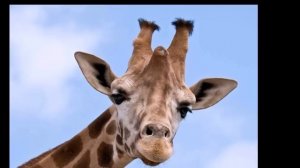 У жирафа пятна пятнышки везде