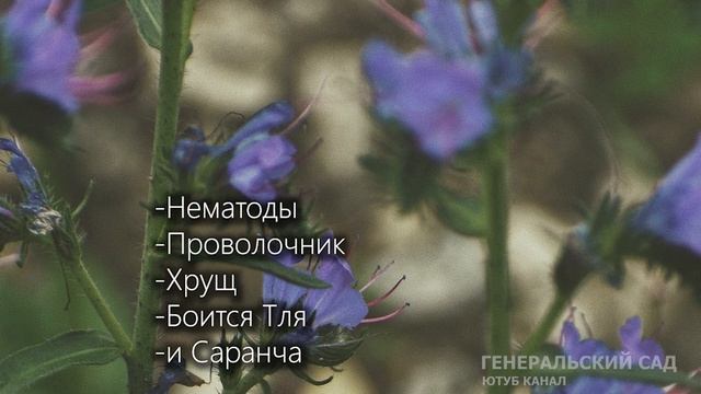 Этот сидерат спасение от всех вредителей и болезней! Почва Рыхлая все растет на Ура! Сидерат Фацели смотреть онлайн