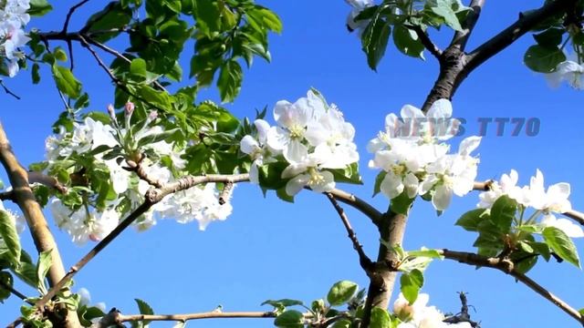 ENG SUB - #杨紫 为肖战庆生，寿星红衣加身好应景，#肖战 #杨紫 被爆私下聚餐【NEWS TT7005月29日】 смотреть онлайн