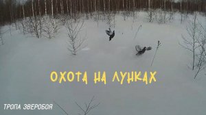 Охота на косача на лунках в Сибири.