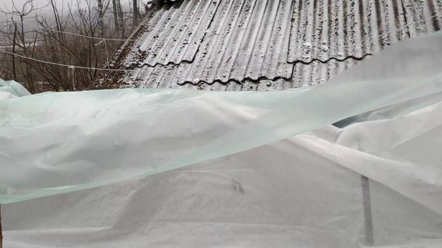 Как подготовить ежевику к зимовке l Ежевика Натчез без шипов смотреть онлайн