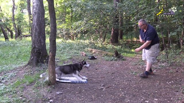 Хаски Вольт, подгон при обучении команде место, разные техники работы смотреть онлайн