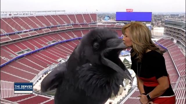Bird Photobombs Meteorologist смотреть онлайн