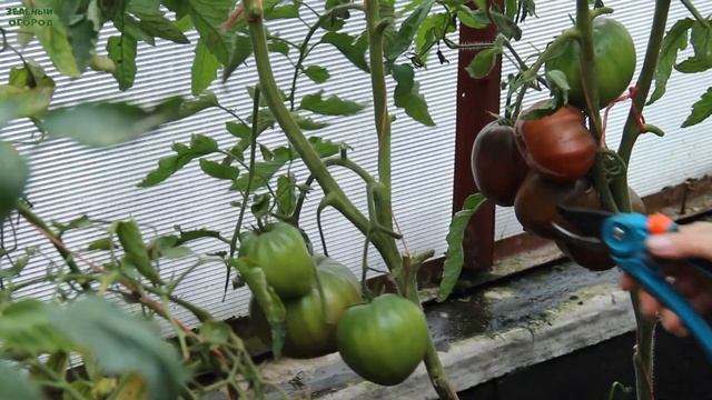 ЧЕРНОЕ СЕРДЦЕ АМЕРИКИ! ОБЗОР СОРТОВ ТОМАТОВ! Советы от ЗЕЛЕНОГО ОГОРОДА! смотреть онлайн