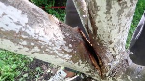 Как спасти яблоню, если ее поломал ураган