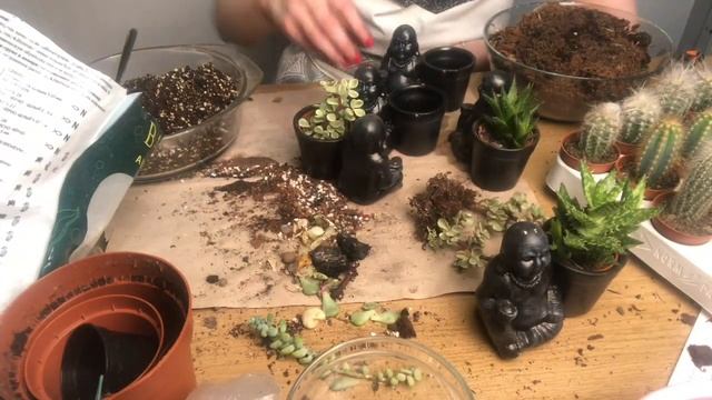 Пересадка в горшки Будда смотреть онлайн