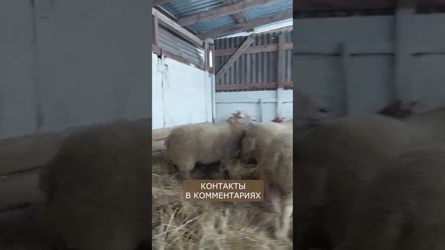 Племенные овцы породы Шароле I Будут в России в январе! смотреть онлайн