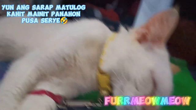 sarap khit mainit panahon pusa serye #funny #catlife #cat #viral #love смотреть онлайн