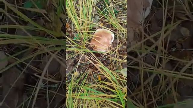 Вот такой красавец, белый гриб!!! #shorts