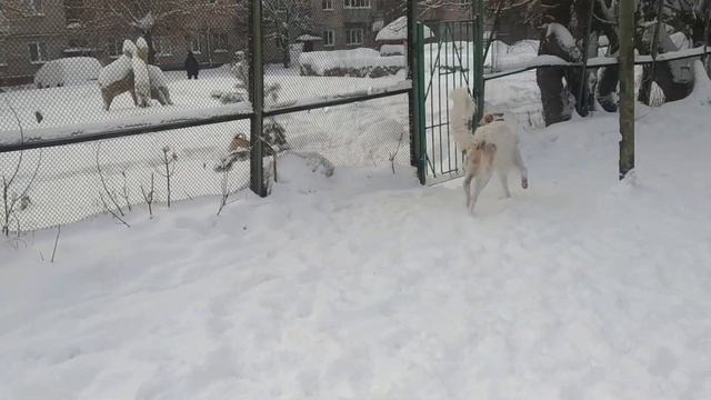 Дрессировка борзых. В конце к нам приходит Шелдон, Аврора изображает труп а Догон весело носится. смотреть онлайн