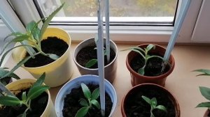 Каланхоэ Дегремона. Как посадить и ухаживать