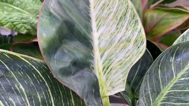 Целых 3 новых растения | Будни цветовода | 04.06.2022г. смотреть онлайн