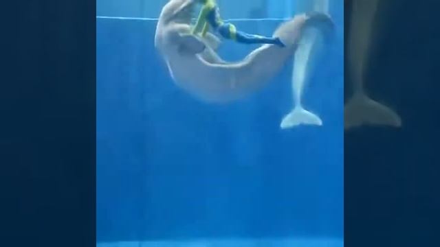 Белуха и человек смотреть онлайн