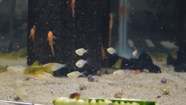Pleco & Corydoras Fish Room Tour смотреть онлайн