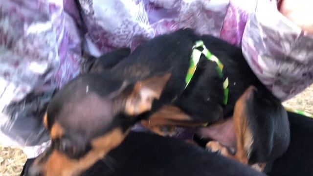 Русский Той Терьер на семейной пробежке. смотреть онлайн