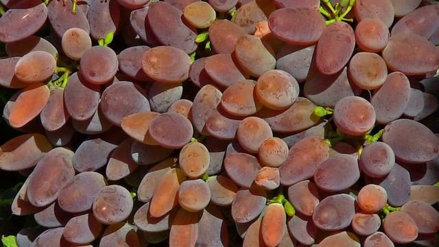 @Фото винограда Проверенные сорта винограда Якушенком В Е смотреть онлайн