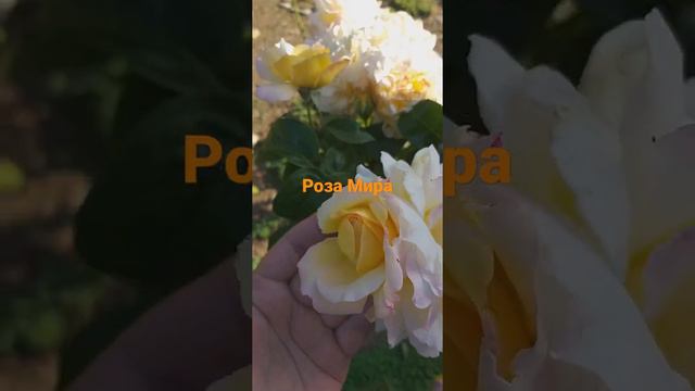 Роза Мира или Глория Дей. Подмёрз кустик, такое бывает и в Крыму ,2021 г.🤕 смотреть онлайн