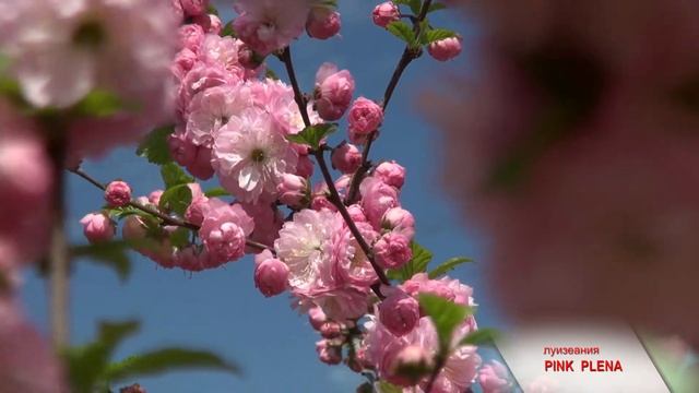 Лучшие цветы мира. Каталог. Луизеания "Pink Plena". смотреть онлайн