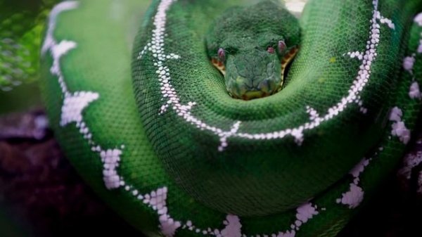 FAST PYTHON |4| ОПЕРАТОРЫ И ОПЕРАНДЫ