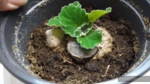 Клубень глоксинии загнил, обработала,ростет.