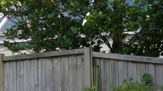 Глазастики,воробушки,черный дрозд и его самка/Birds in New Zealand смотреть онлайн