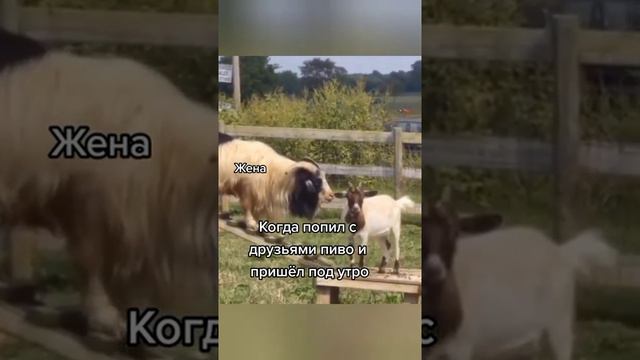 Когда пришел утром с гулянки |прикол смотреть онлайн