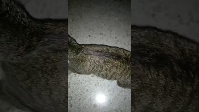 Кот раздул хвост