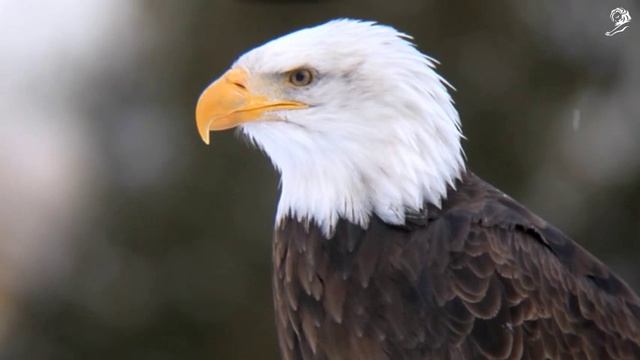 Lanrover genuine parts Eagle смотреть онлайн