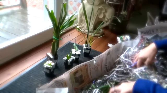 Unbоxing orchids / Посылка с ОРХИДЕЯМИ смотреть онлайн