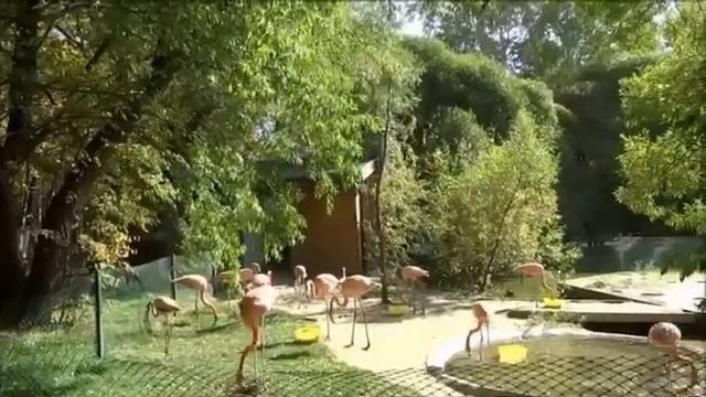 Прогулка с Ритой по зоопарку. Смотрины Красного Фламинго. смотреть онлайн