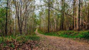 Частота счастья 432 Гц со звуками природы